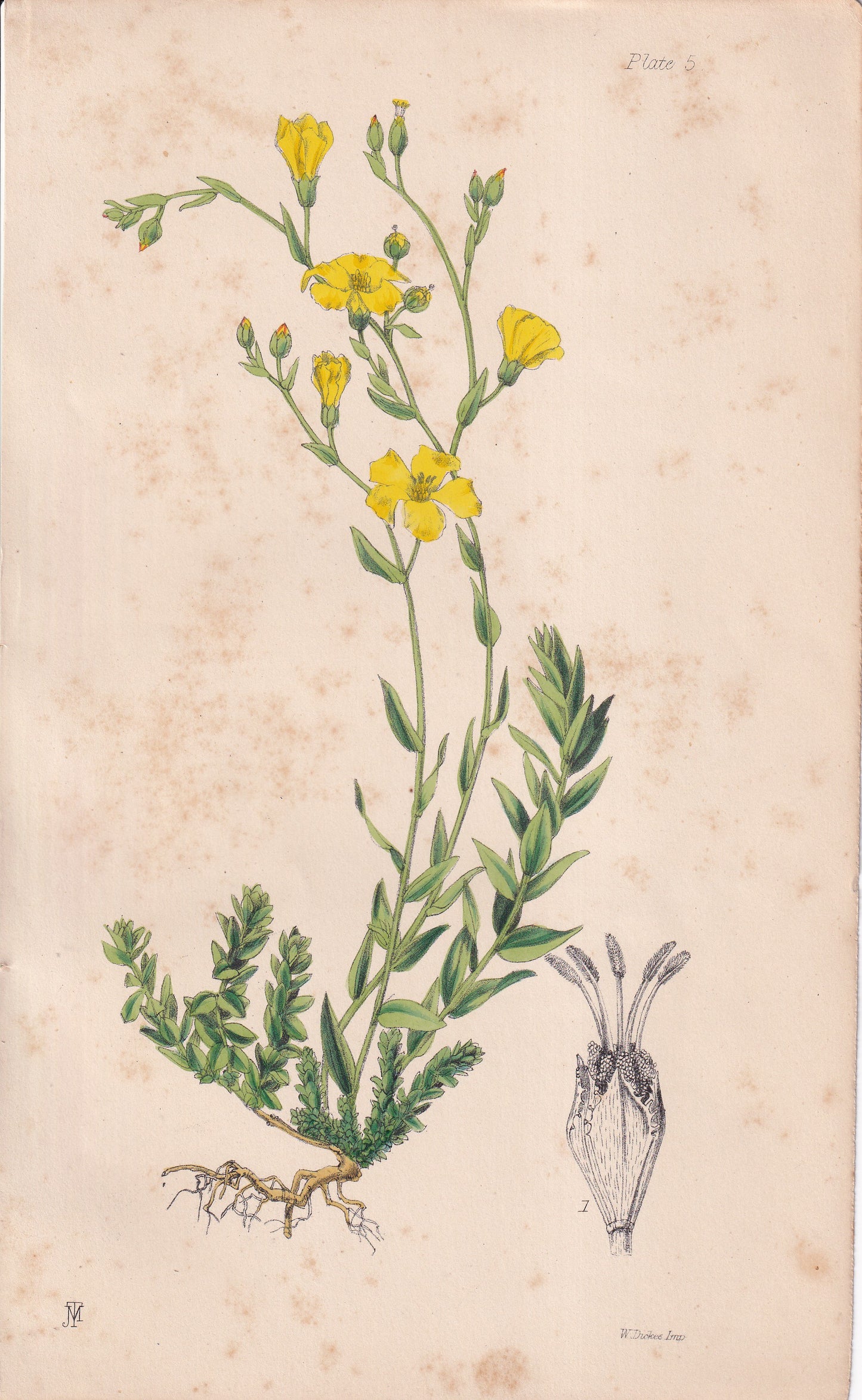 Linum maritimum - original hand-coloured botanical lithograph by John Traherne Moggridge, 1864