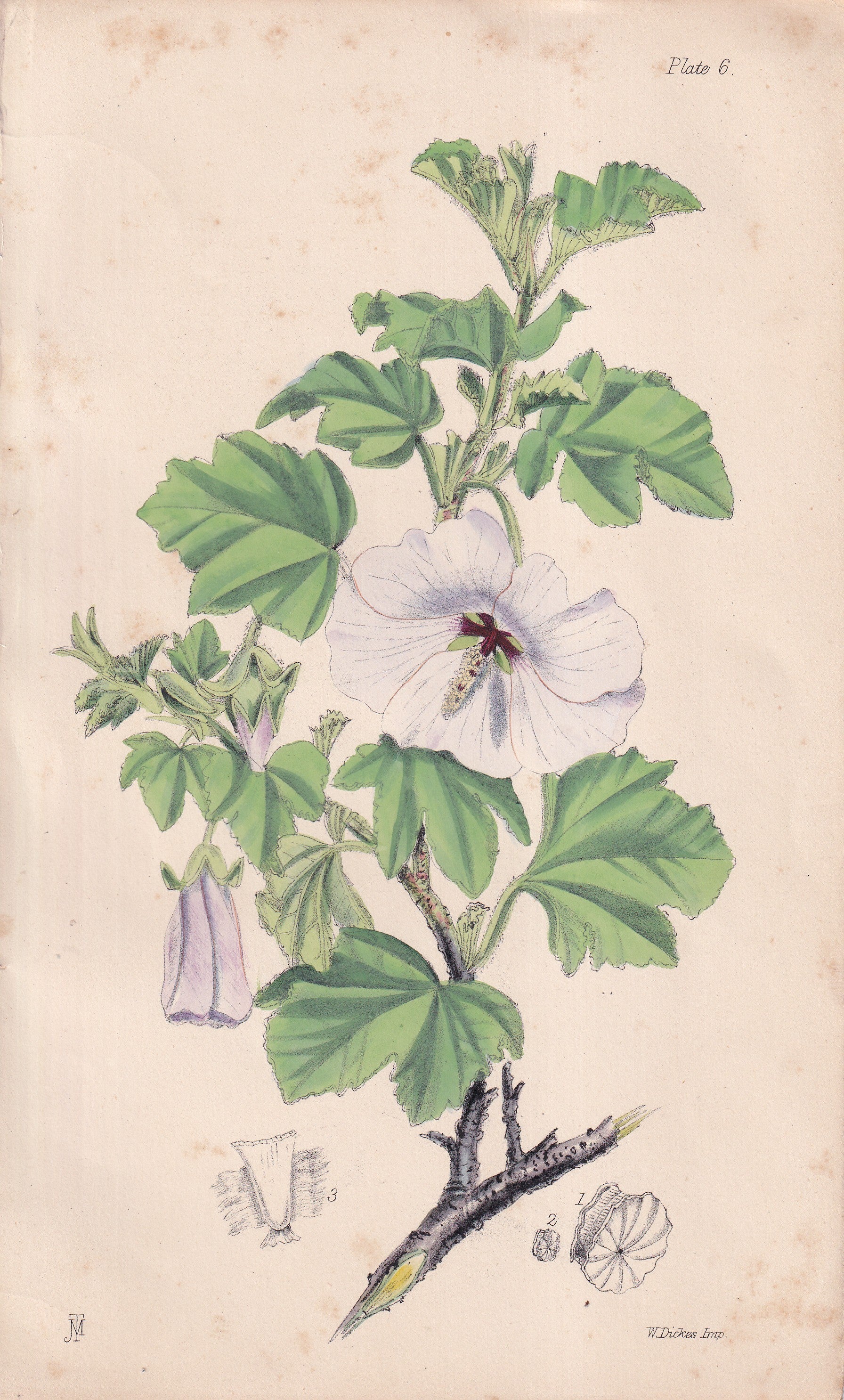 Lavatera maritima - original hand-coloured botanical lithograph by John Traherne Moggridge, 1864