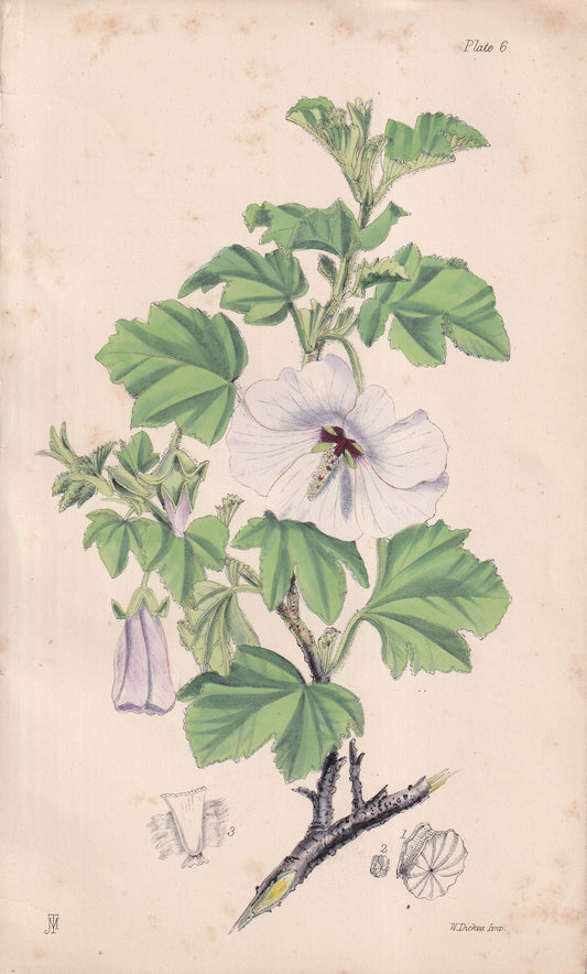 Lavatera maritima - original hand-coloured botanical lithograph by John Traherne Moggridge, 1864
