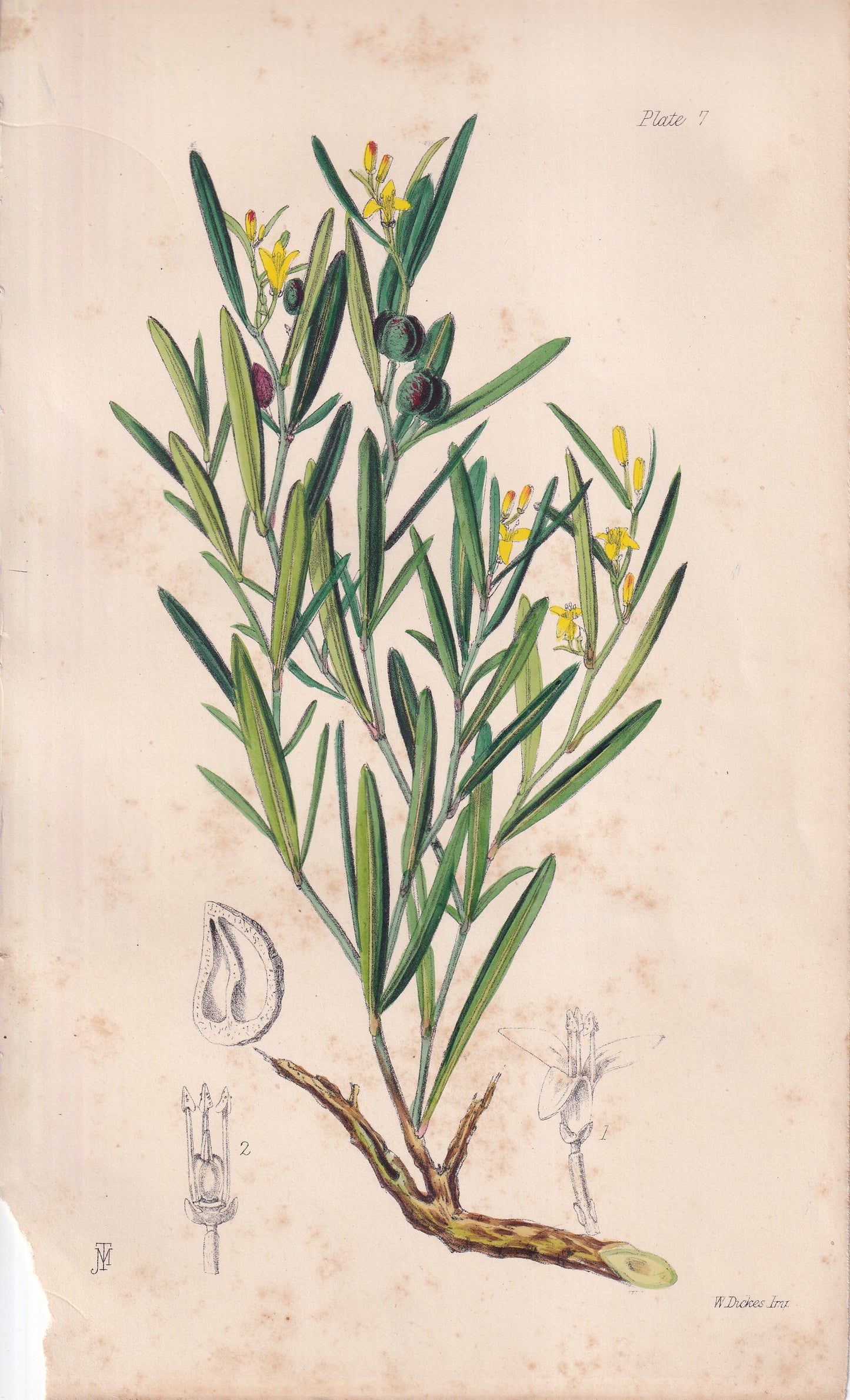 Cneorum tricoccon - original hand-coloured botanical lithograph by John Traherne Moggridge, 1864