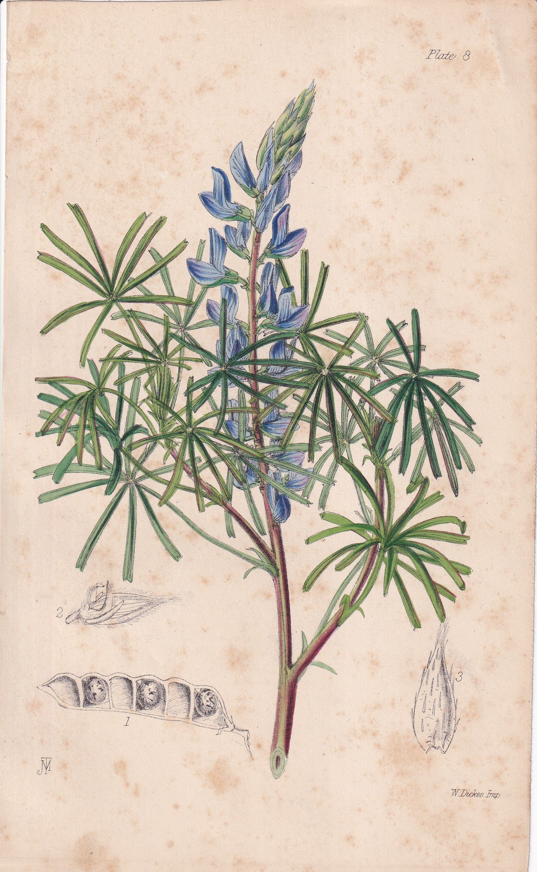 Lupinus reticulatus - original hand-coloured botanical lithograph by John Traherne Moggridge, 1864