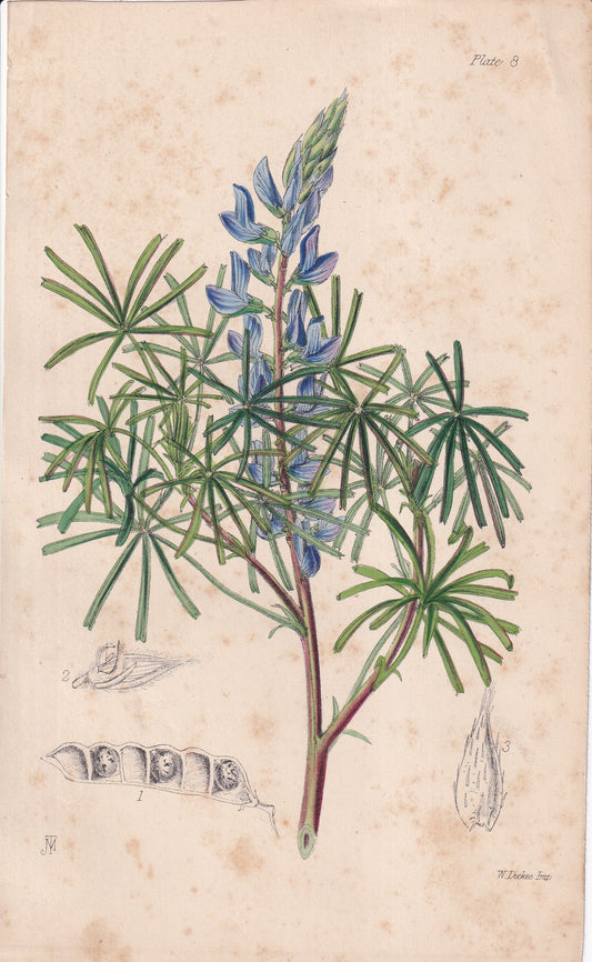 Lupinus reticulatus - original hand-coloured botanical lithograph by John Traherne Moggridge, 1864