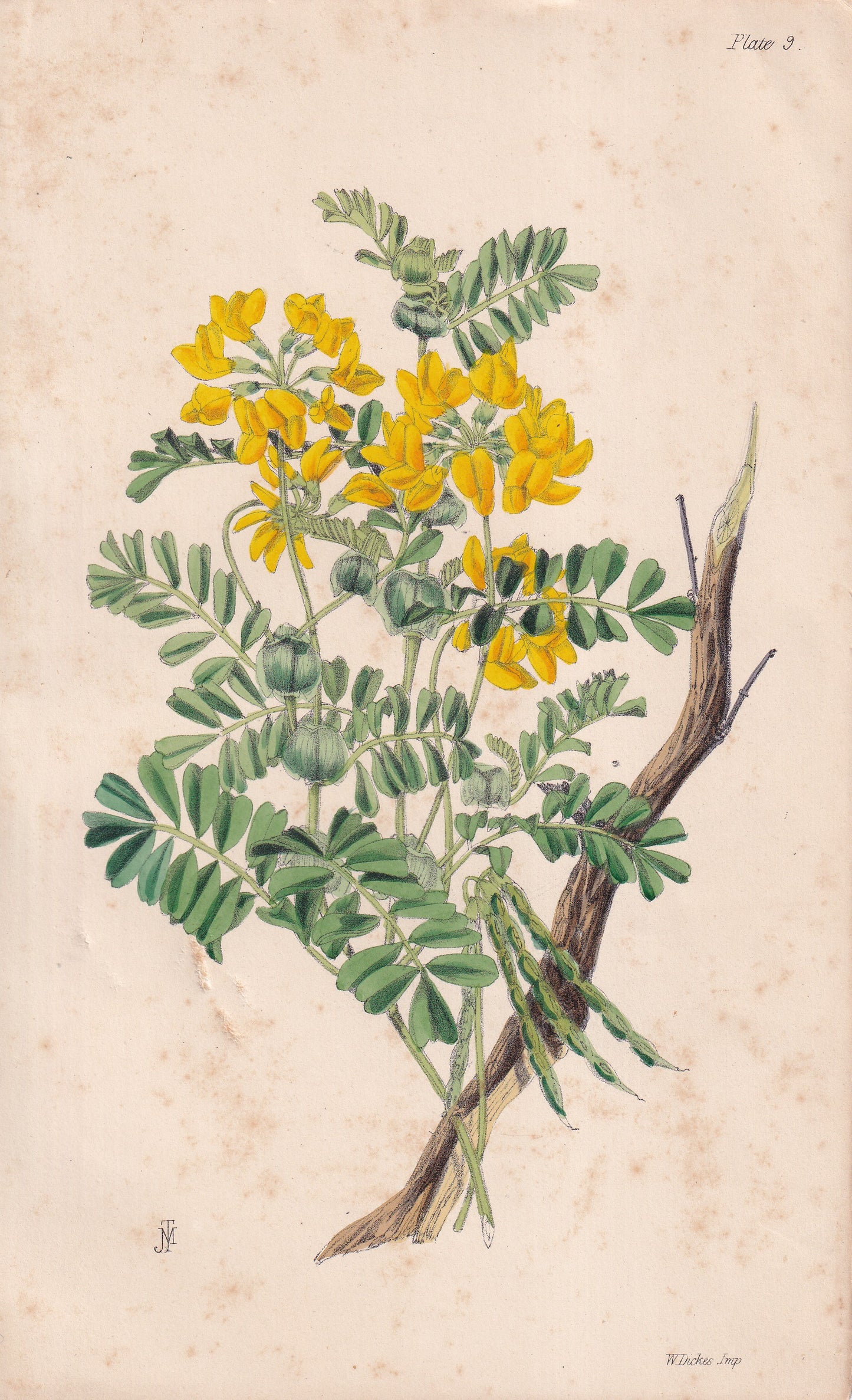 Coronilla valentina - original hand-coloured botanical lithograph by John Traherne Moggridge, 1864