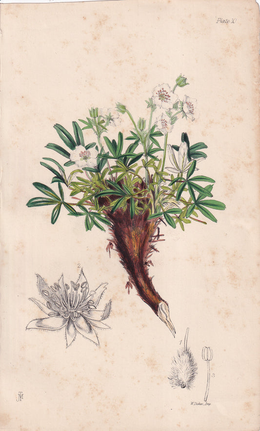 Potentilla saxifraga - original hand-coloured botanical lithograph by John Traherne Moggridge, 1864