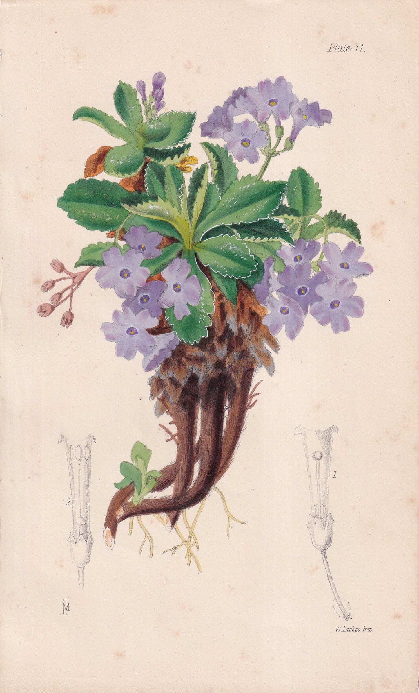 Primula marginata - original hand-coloured botanical lithograph by John Traherne Moggridge, 1864