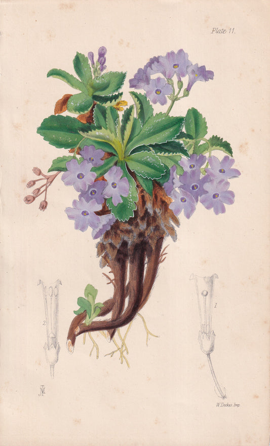 Primula marginata - original hand-coloured botanical lithograph by John Traherne Moggridge, 1864
