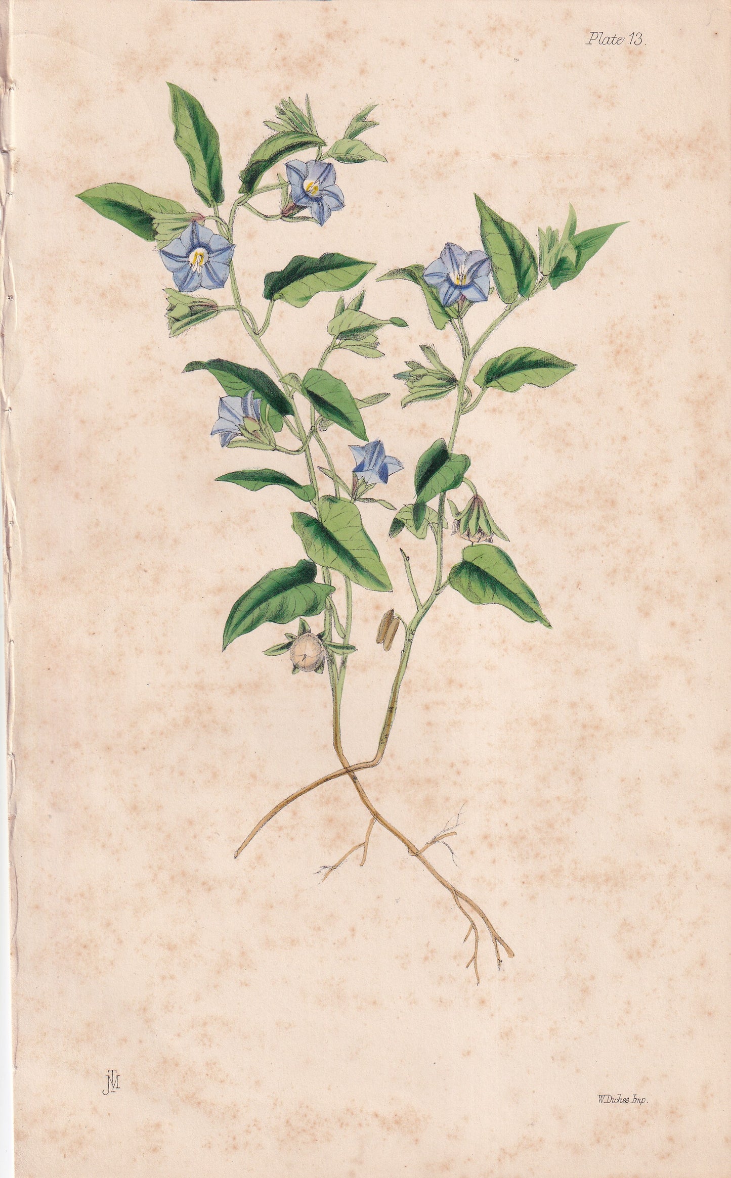 Convolvulus siculus - original hand-coloured botanical lithograph by John Traherne Moggridge, 1864