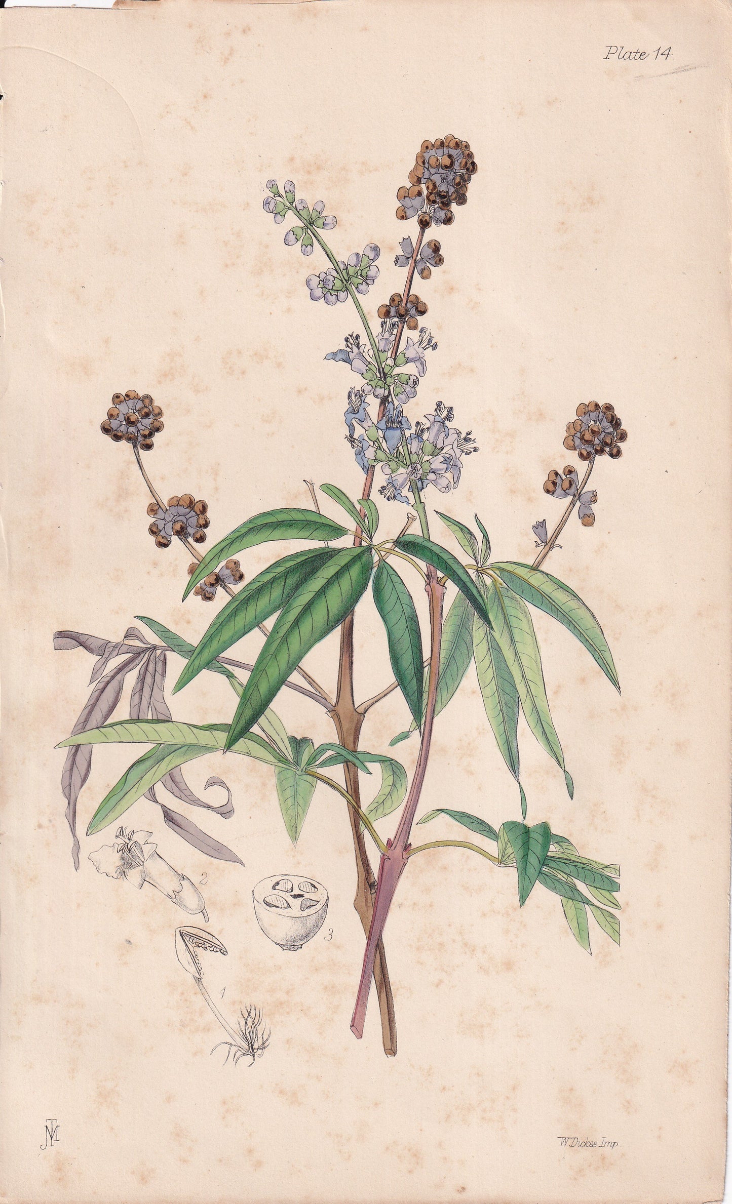 Vitex agnus-castus - original hand-coloured botanical lithograph by John Traherne Moggridge, 1864