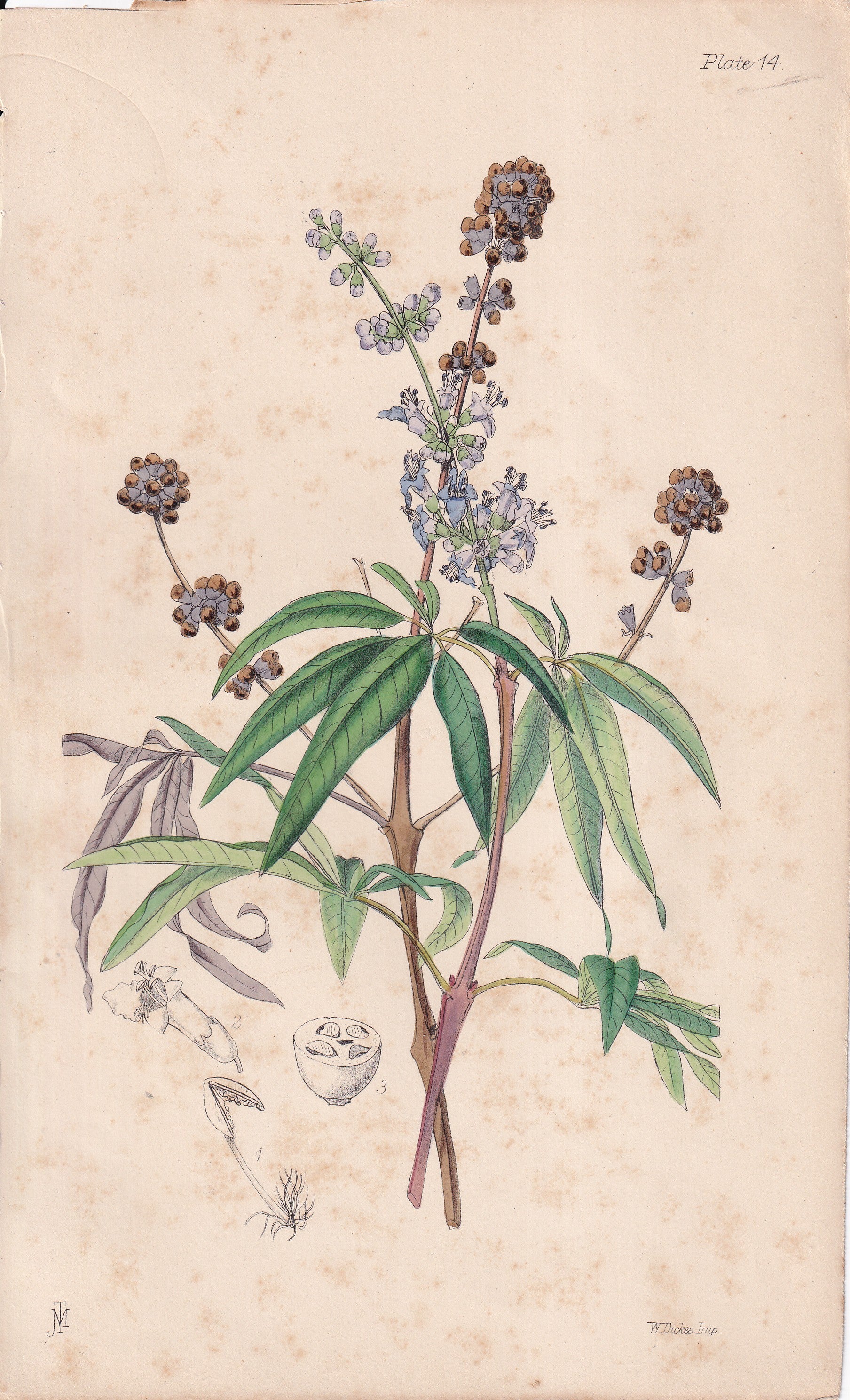 Vitex agnus-castus - original hand-coloured botanical lithograph by John Traherne Moggridge, 1864