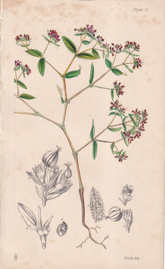 Euphorbia preslii - original hand-coloured botanical lithograph by John Traherne Moggridge, 1864