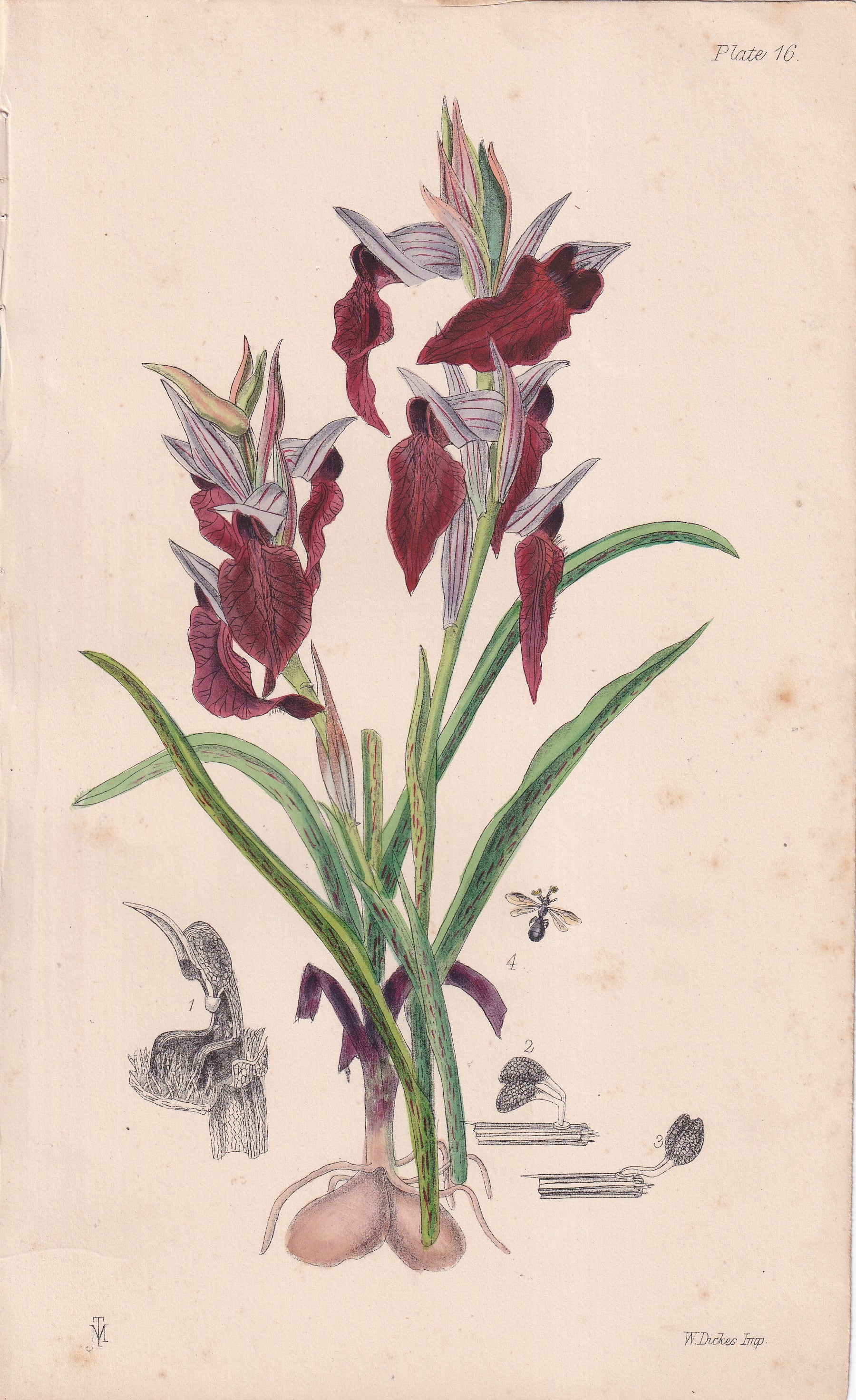 Serapias cordigera - original hand-coloured botanical lithograph by John Traherne Moggridge, 1864
