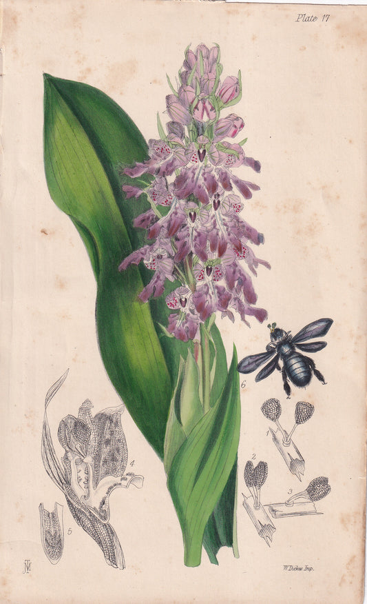 Orchis longibracteata - original hand-coloured botanical lithograph by John Traherne Moggridge, 1864