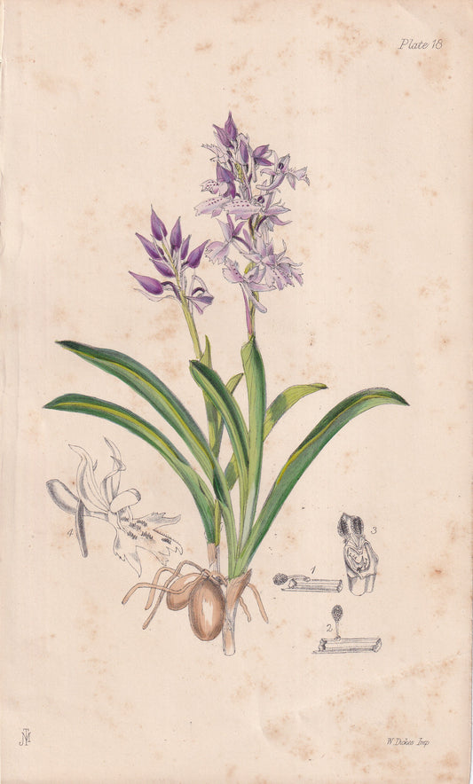 Orchis olbiensis - original hand-coloured botanical lithograph by John Traherne Moggridge, 1864