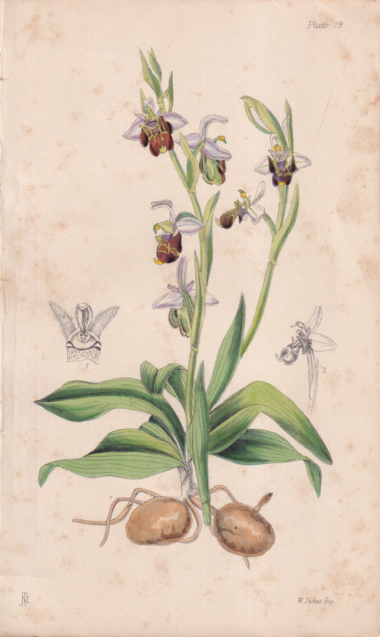 Ophrys scolopax - original hand-coloured botanical lithograph by John Traherne Moggridge, 1864