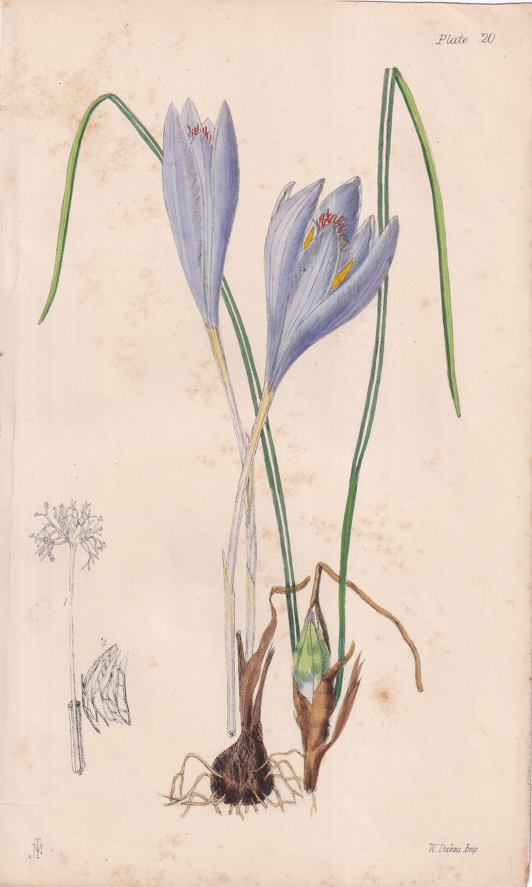 Crocus medius - original hand-coloured botanical lithograph by John Traherne Moggridge, 1864