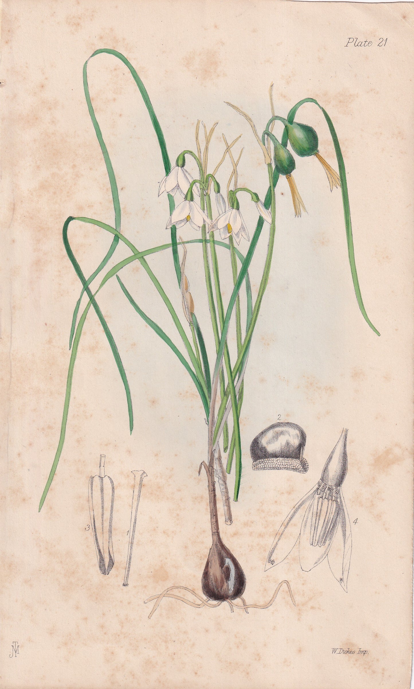 Leucoium hiemale - original hand-coloured botanical lithograph by John Traherne Moggridge, 1864