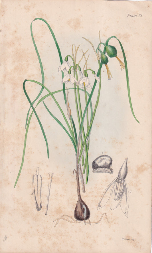 Leucoium hiemale - original hand-coloured botanical lithograph by John Traherne Moggridge, 1864