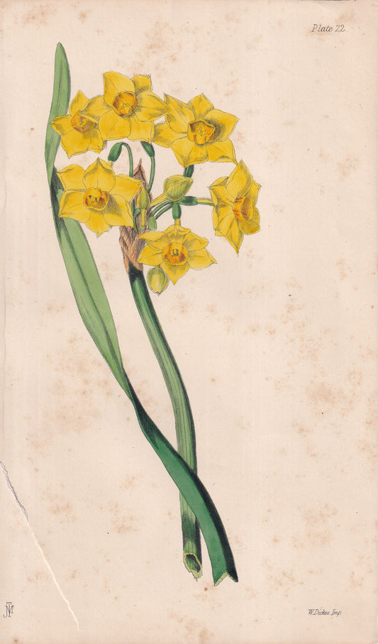 Narcissus aureus - original hand-coloured botanical lithograph by John Traherne Moggridge, 1864