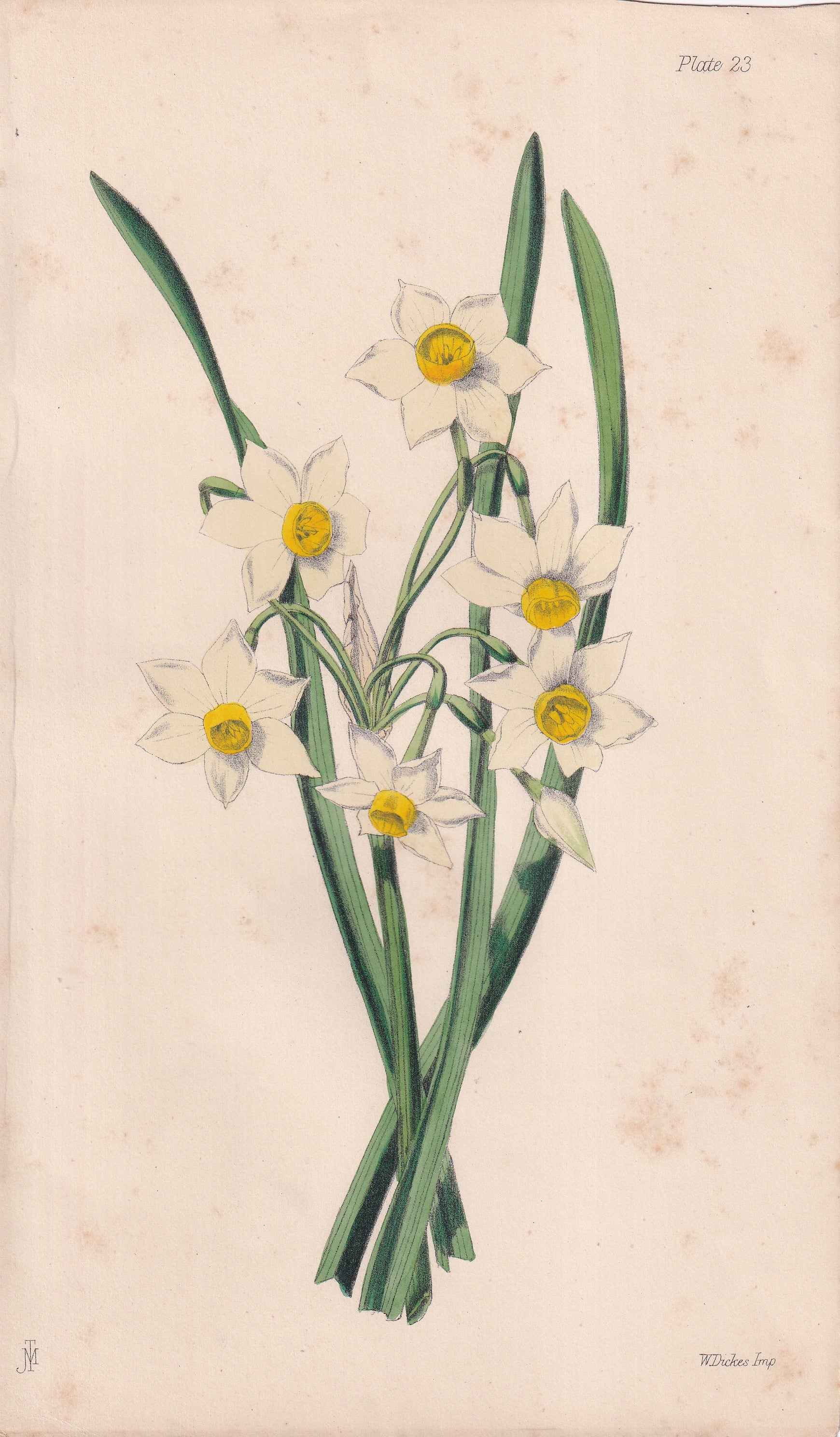 Narcissus tazetta - original hand-coloured botanical lithograph by John Traherne Moggridge, 1864