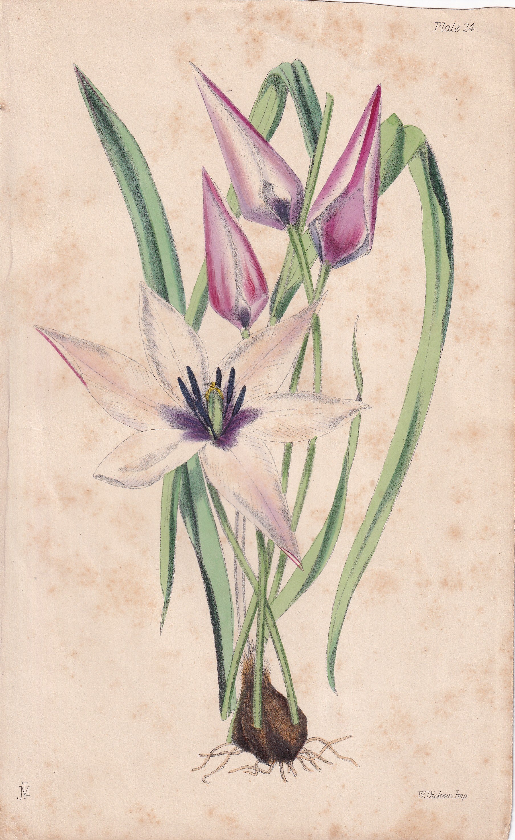 Tulipa clusiana - original hand-coloured botanical lithograph by John Traherne Moggridge, 1864