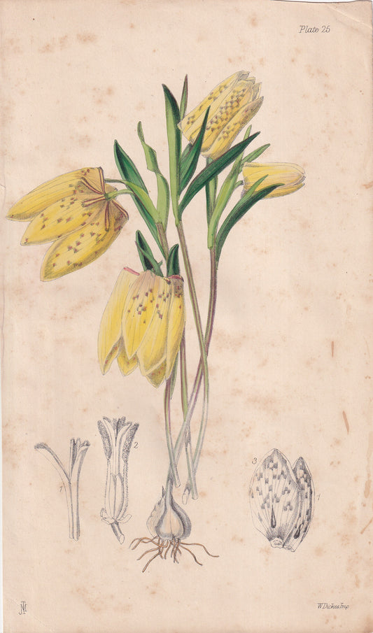 Fritillaria delphinensis - original hand-coloured botanical lithograph by John Traherne Moggridge, 1864