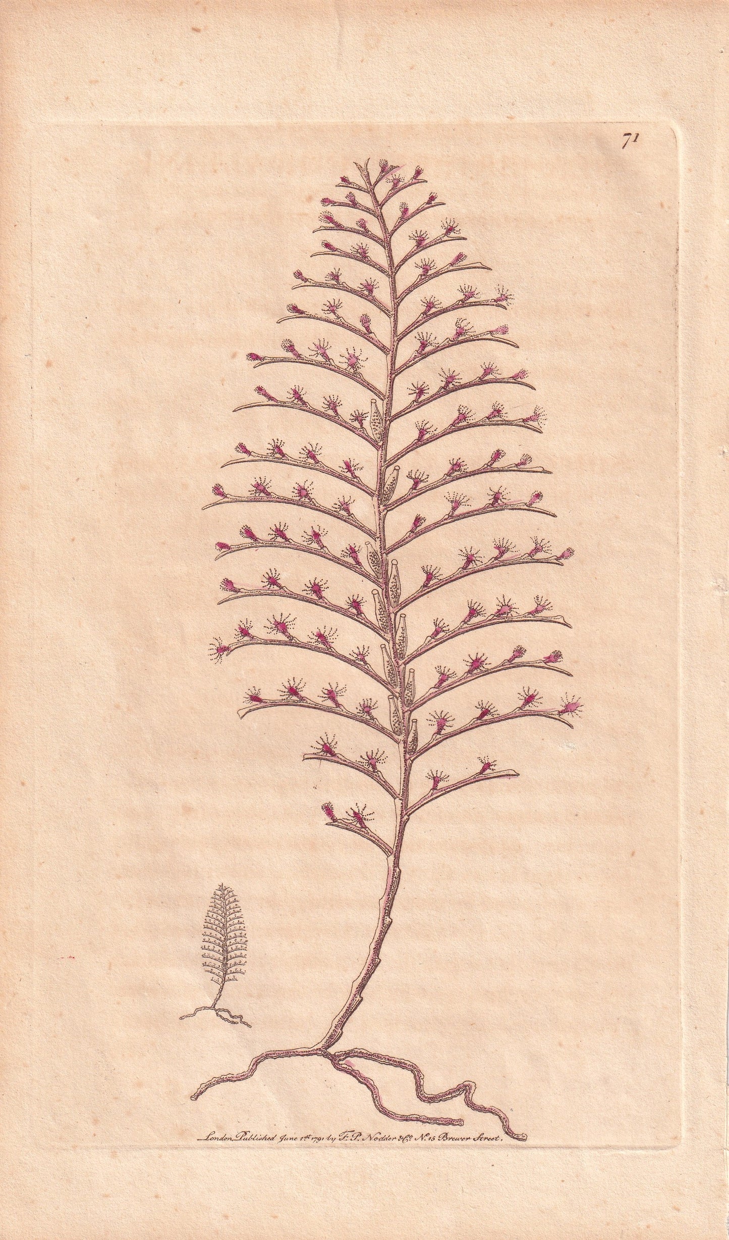 Plumularia