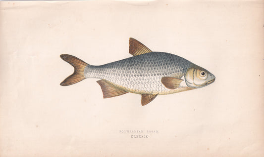 Pomeranian Bream