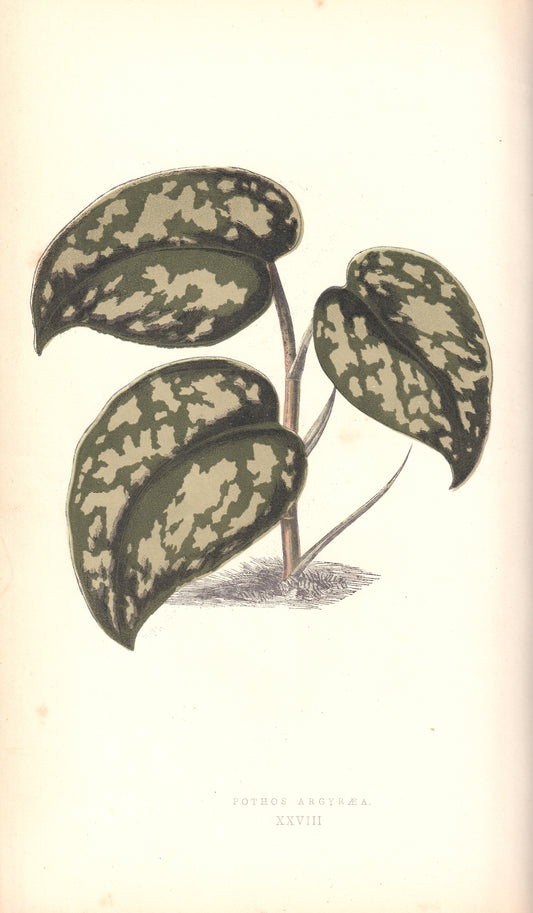 Antique Print, Botanical Print, Botanical Art, Vintage Print, Wall Art, Home Décor, Collectible, Original Print, Engraving, Lithograph, Hand-colored, Victorian, Hand-coloured, 19th Century 