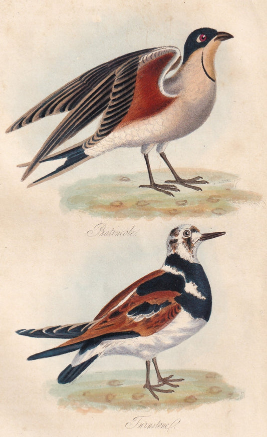 Pratincole and Turnstone