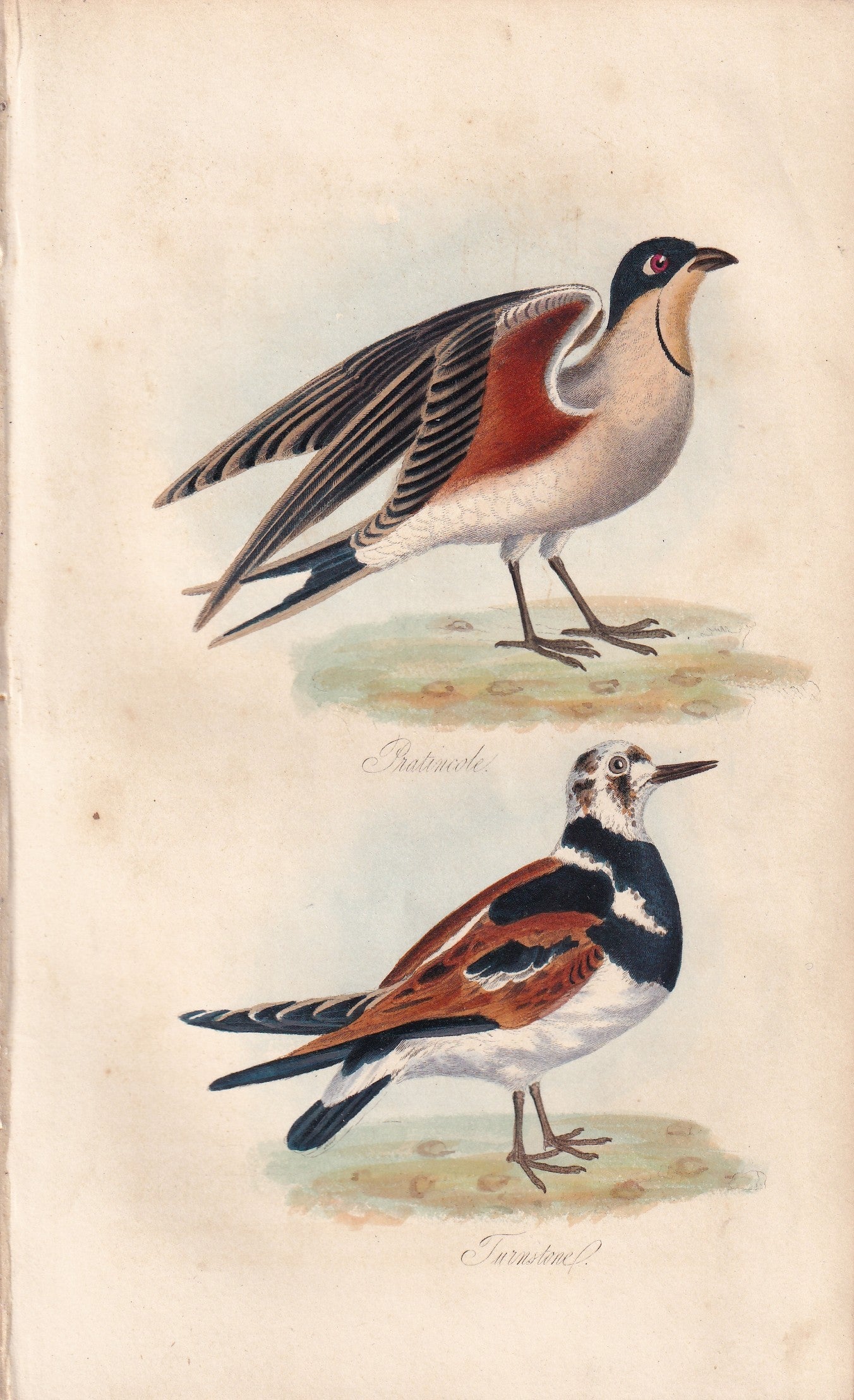 Pratincole and Turnstone