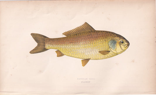 Prussian Carp