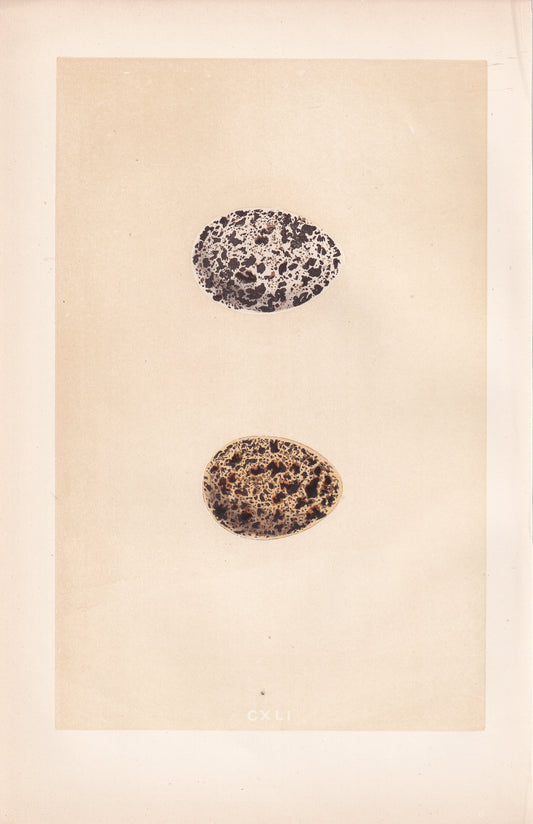 Ptarmigan