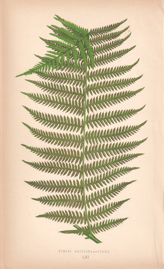 antique botanical prints
vintage botanical prints
botanical prints antique
antique flower prints
vintage flower prints
antique botanical art
vintage botanical art
antique plant prints
vintage plant prints