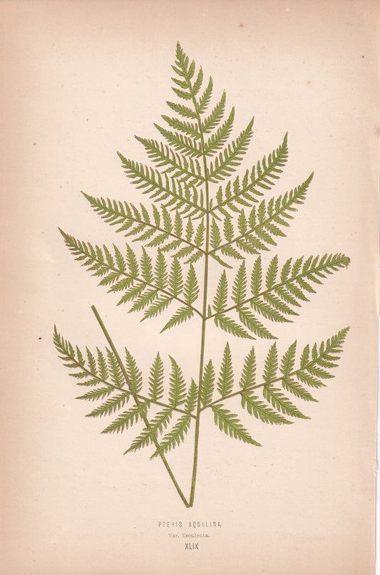 Pteris Aquilina Var. Esculenta
