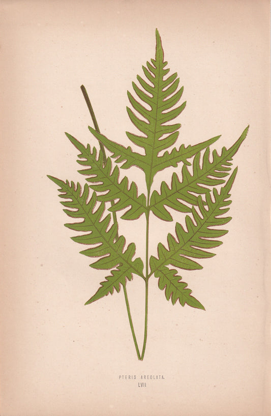 Pteris Areolata