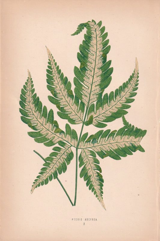 Pteris Argyrea