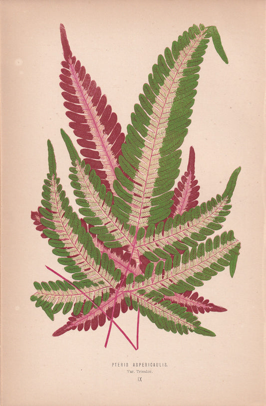 Pteris Aspericaulis