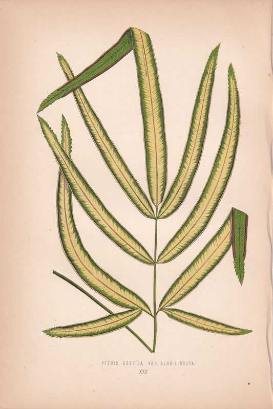 Pteris Cretica Var. Albo-Lineata