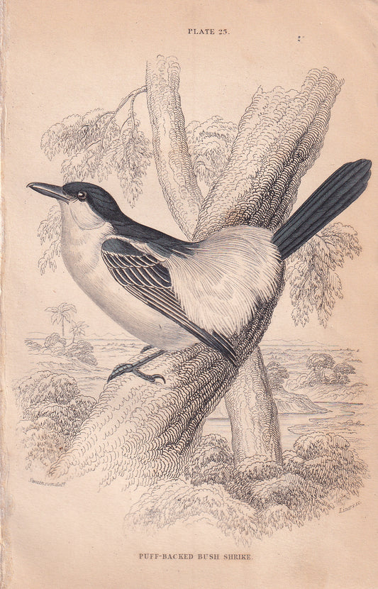 Puff-Backed Bush Shrike