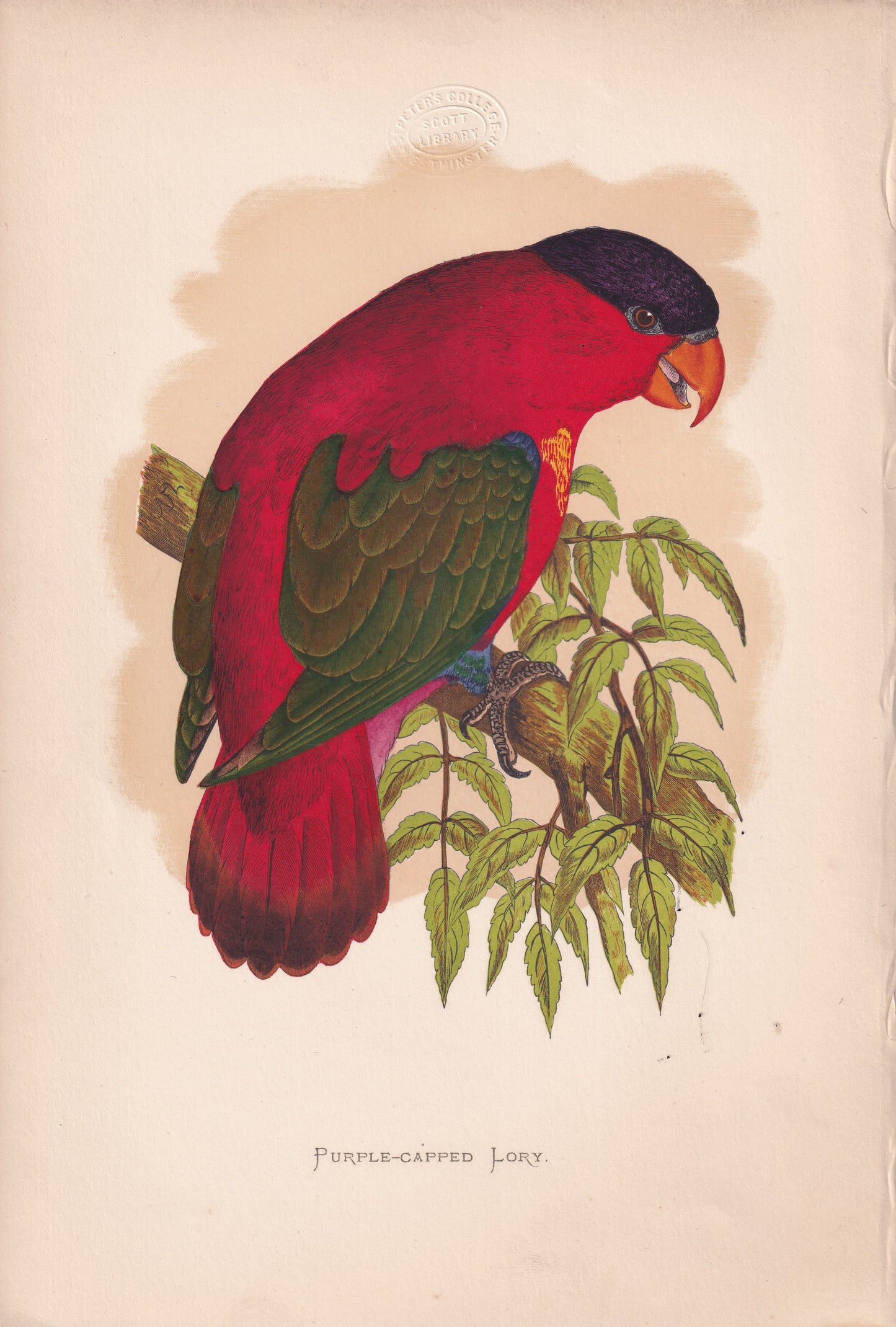 Purple Capped Lory