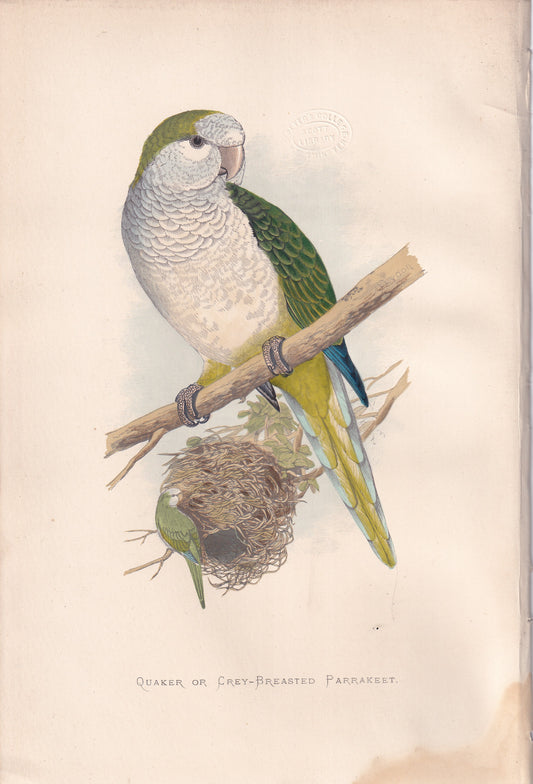 Quaker or Grey Breasted Parrakeet