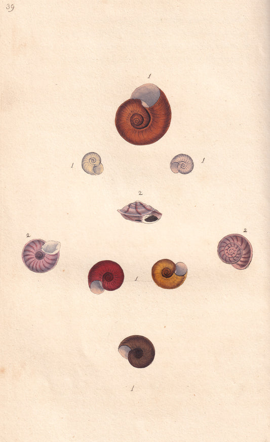 Ram's Horn