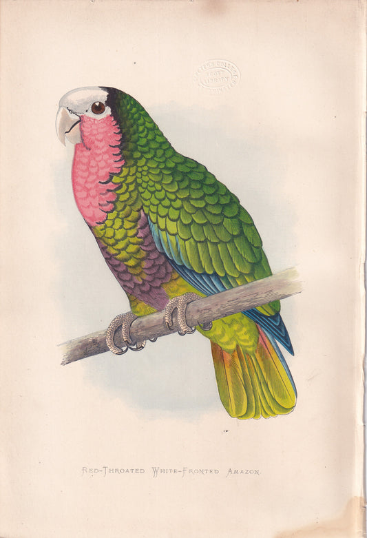 Red-Throated White Fronted Amazon