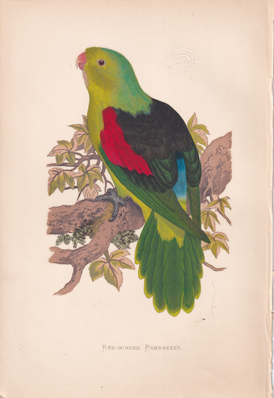 Red-Winged Parrakeet