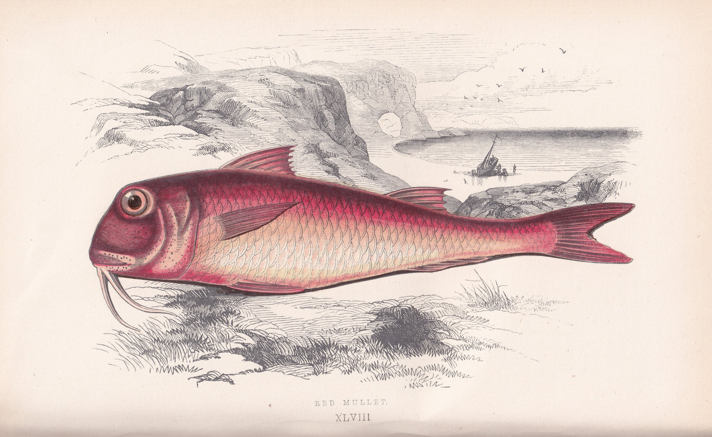 Red Mullet
