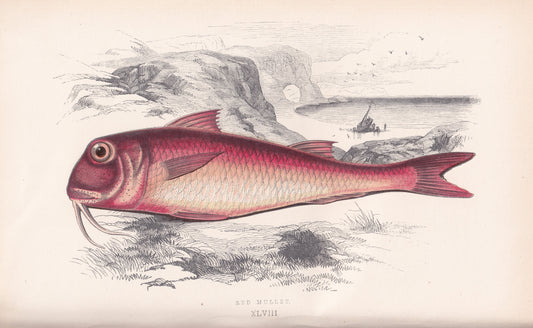 Red Mullet
