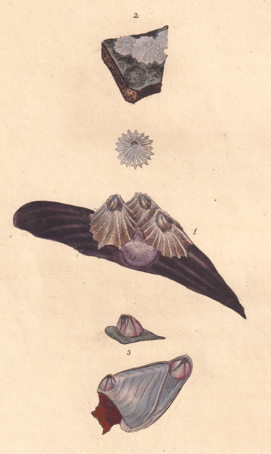 Ridged Acorn Shell