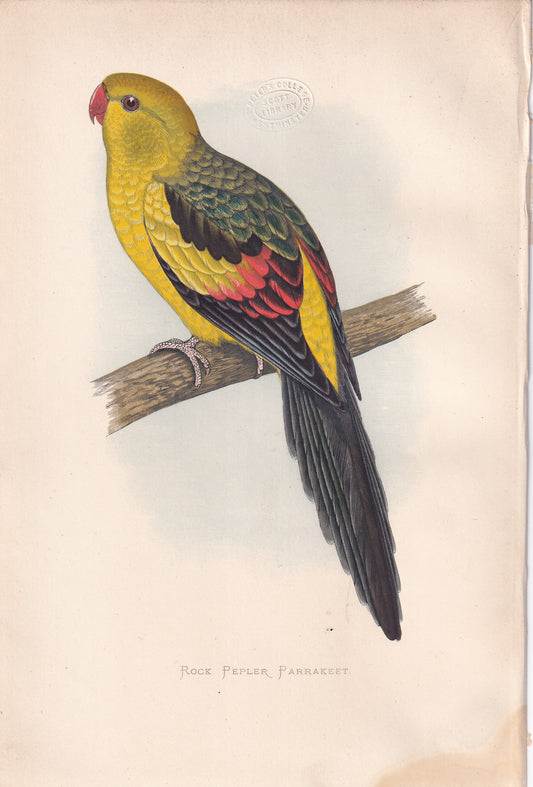 Rock Pepler Parrakeet