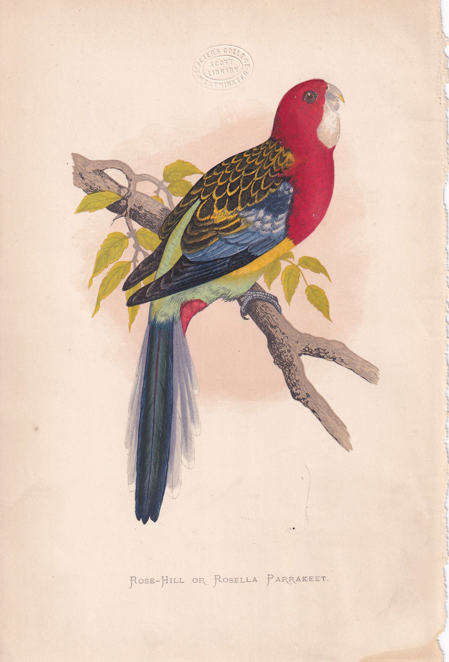 Rose-Hill Or Rosella Parrakeet