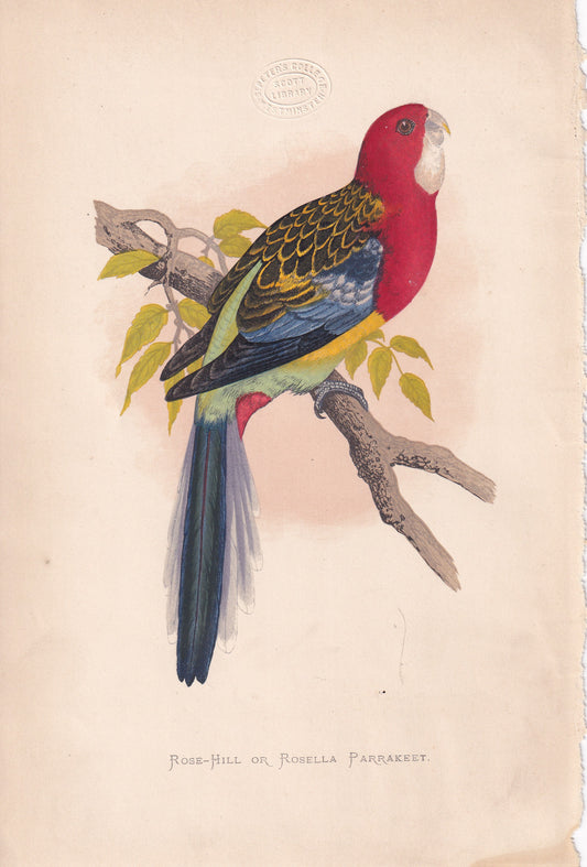 Rose-Hill Or Rosella Parrakeet